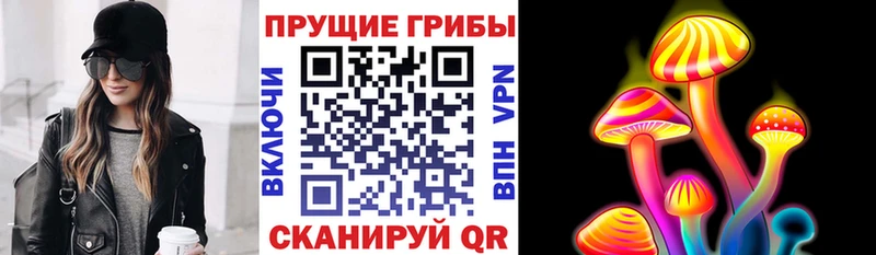 Купить  Дегтярск  Галлюциногенные грибы Psilocybine cubensis 